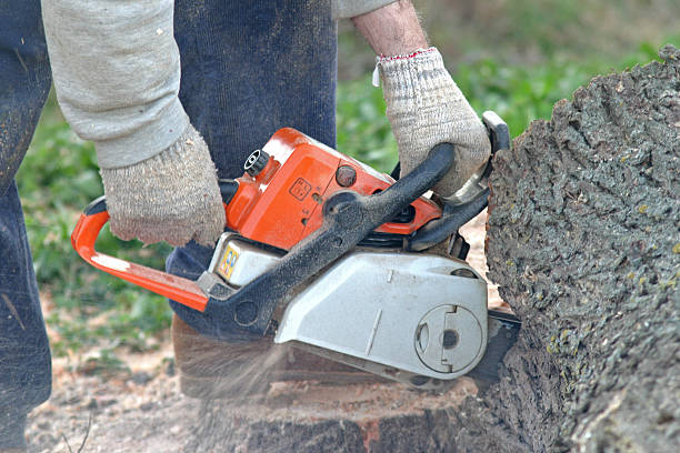 Best Hedge Trimming  in Buchanan, MI